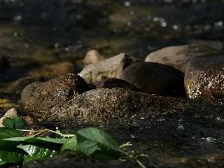 川虫は水の中でどう呼吸する？エラ・皮膚・…