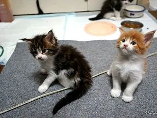 愛は痛いもの・・・・・・子猫通信♪