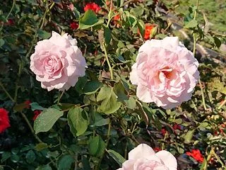 秋薔薇を見に☆チーズケーキと珈琲