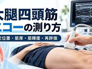 大腿四頭筋エコーの測り方｜筋厚・筋輝度を…