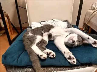 野良ねこ保護ノート（１７）大好きなおもち…