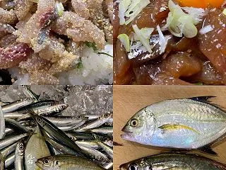 2026年10月4日 北条湾釣行 釣果と…