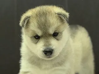 シベリアンハスキー5頭の写真・動画を更新…