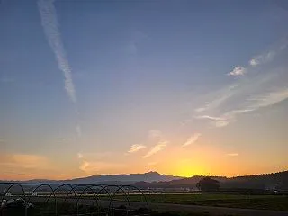 茄子撤去、高菜の畝の草取り