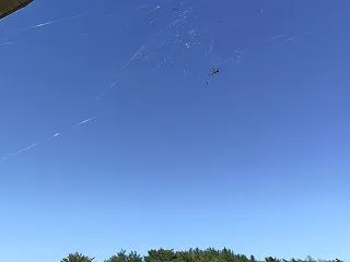 秋空とジョロウグモ