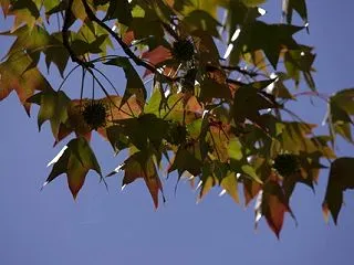 いろいろ撮ってみる(長居植物園・2026…