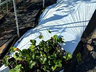 イチゴ苗を植える、宝交早生とよつぼし、そ…