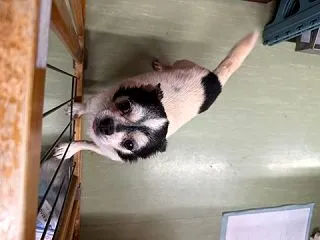 呼吸の悪いチワワさん、、、