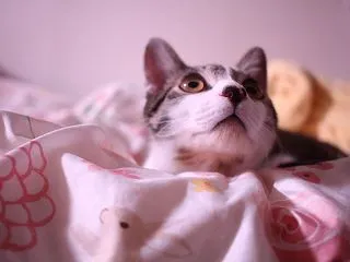 シオンと同居人のこと｜猫が初めてだった人…