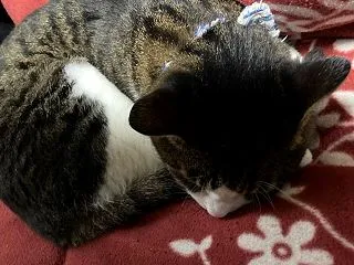 耳鼻咽喉科で一安心