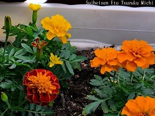 ガーデニングマリーゴールド花がら摘みをし…
