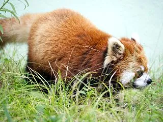 千葉市動物公園 202609 66