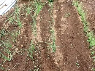 玉ネギ苗