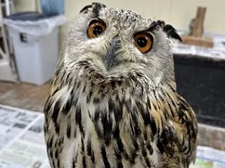 模様🦉👀🔍✨