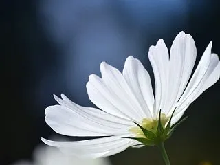 植物園内を散歩