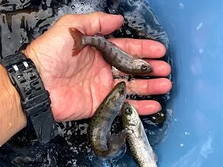 犬上川 2026 秋のあまご稚魚放流 