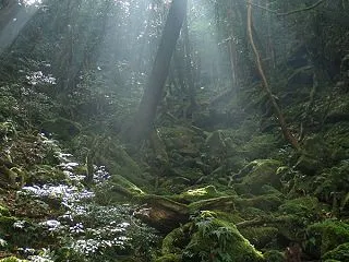 白谷雲水峡 苔むす森、もののけ姫の世界へ…