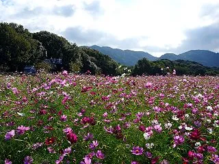 【豊浦コスモスまつり】100万本のコスモ…