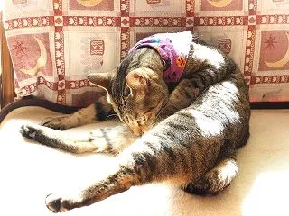 猫のおへそって 何処にあるの？？？