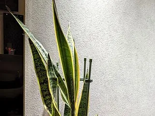 観葉植物の記録ノート🌿｜サンスベリア・ロ…