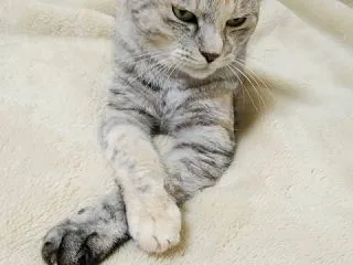 スカーレット