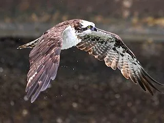 西のミサゴまだ続きます！
