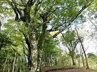 本間ノ頭南東尾根で丹沢三峰へ