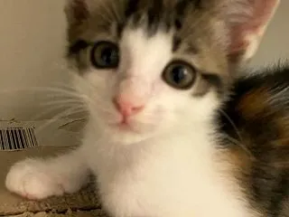 保護っ子たちの様子より