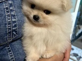 ポメラニアンの家族が増えます。