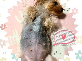 妊婦ちゃん