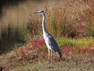 水辺の鳥たち