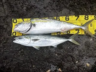 【三浦半島ワラサ攻略】台風うねりの朝、ま…