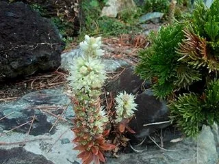 岩の間から