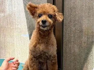 ラム婆ちゃんもトリミング🌸👌🌸 