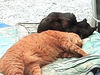 今日も雨…猫ちゃんの姿を見ていたら癒やさ…