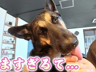 朝ごはんに起きてこないシェパードに、ある…