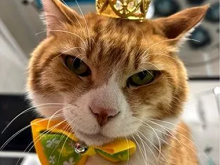 チャトです、今日は王様になりました👑