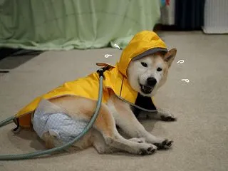 雨だし…寒いし…