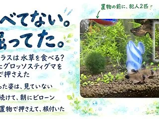 コリドラスは水草を食べる？グロッソスティ…
