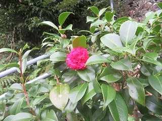椿、最初の１輪開花＆ジャーマンアイリスだ…