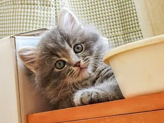 うちの猫☆小さい頃のリュウちゃんと今現在…