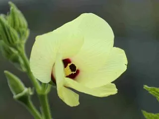 オクラの花