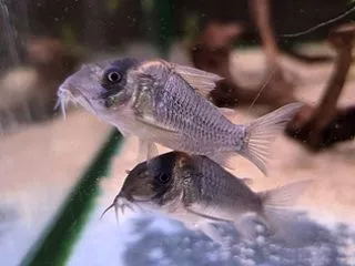 魅力的なコイ科のお魚♪