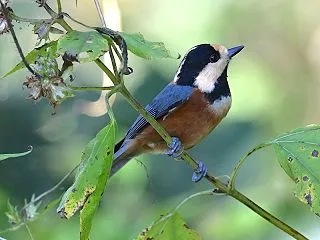 背高の雑草