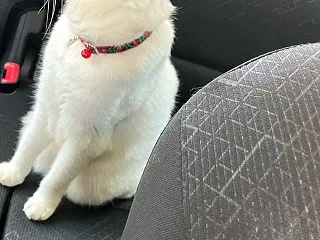 ぷく 後部座席でぼんやり