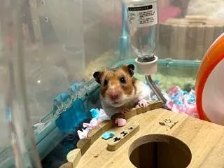 ヤンチャハムスターズ
