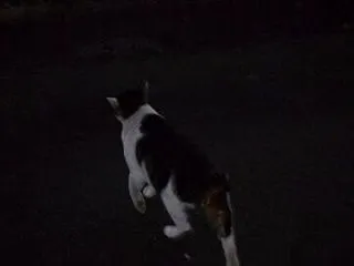 猫に小判を与えたら。 埋蔵金：弐千弐拾弐…
