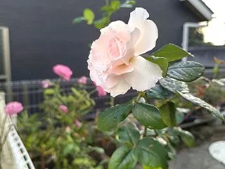 秋バラが開花・・・。