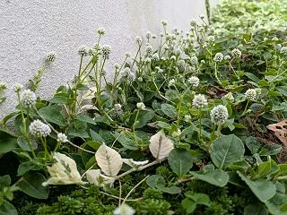 【宿根草・多年草】ポリゴナム・ホワイトの…