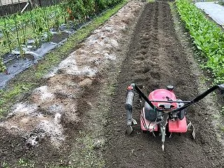 ほうれん草の種蒔き準備